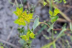 Prorostlík okrouhlolistý (Bupleurum rotundifolium)