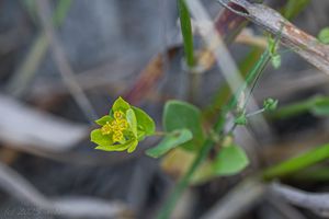 Prorostlík okrouhlolistý (Bupleurum rotundifolium)