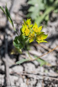 Prorostlík okrouhlolistý (Bupleurum rotundifolium)