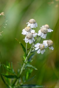 Řebříček bertrám (Achillea ptarmica)