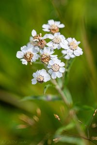 Řebříček bertrám (Achillea ptarmica)