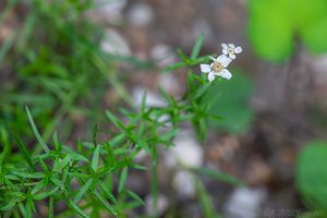 Řebříček bertrám (Achillea ptarmica)