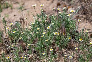 Rmen rusínský (Anthemis ruthenica)