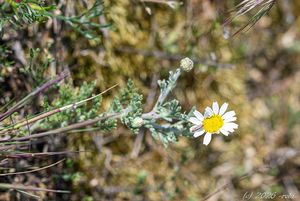 Rmen rusínský (Anthemis ruthenica)