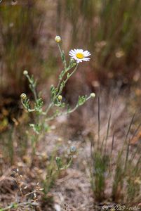 Rmen rusínský (Anthemis ruthenica)