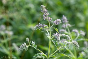 Máta dlouholistá (Mentha longifolia)
