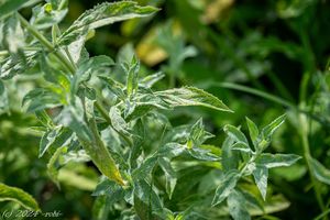 Máta dlouholistá (Mentha longifolia)