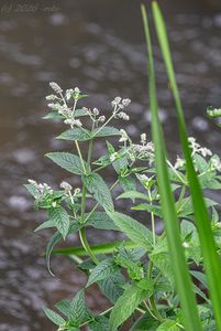 Máta dlouholistá (Mentha longifolia)