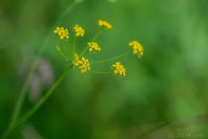 Prorostlík srpovitý (Bupleurum falcatum)