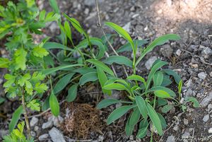 Prorostlík srpovitý (Bupleurum falcatum)