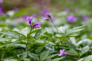 Kyčelnice žláznatá (Dentaria glanduligera)