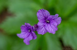 Kyčelnice žláznatá (Dentaria glanduligera)