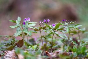 Kyčelnice žláznatá (Dentaria glanduligera)