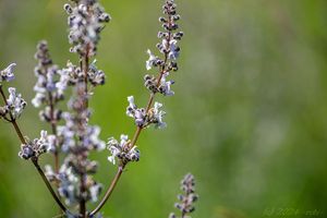 Šanta lesostepní (Nepeta nuda)