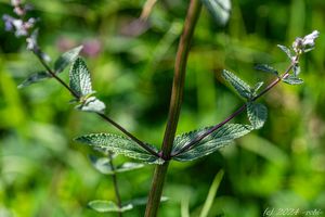 Šanta lesostepní (Nepeta nuda)