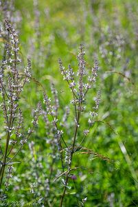 Šanta lesostepní (Nepeta nuda)