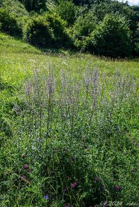 Šanta lesostepní (Nepeta nuda)