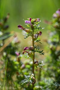 Všivec bahenní (Pedicularis palustris)