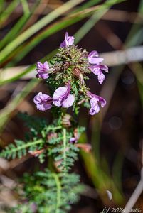 Všivec bahenní (Pedicularis palustris)