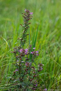 Všivec bahenní (Pedicularis palustris)
