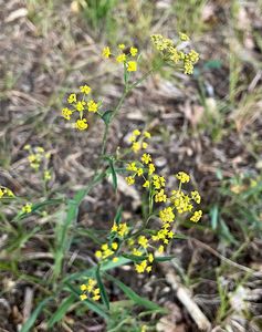 Prorostlík srpovitý (Bupleurum falcatum)