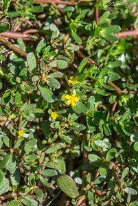 Šrucha zelná (Portulaca oleracea)