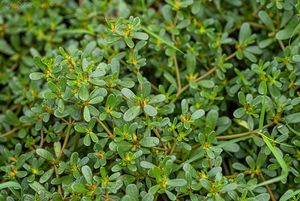 Šrucha zelná (Portulaca oleracea)