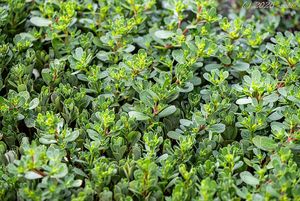 Šrucha zelná (Portulaca oleracea)