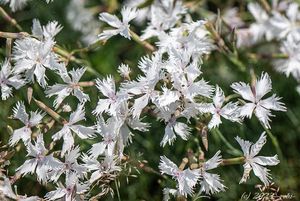 Hvozdík písečný česko-moravský (Dianthus arenarius subsp. bohemicus)