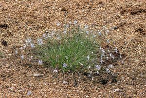 Hvozdík písečný česko-moravský (Dianthus arenarius subsp. bohemicus)