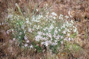 Hvozdík písečný česko-moravský (Dianthus arenarius subsp. bohemicus)