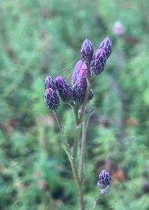 Srpice barvířská (Serratula tinctoria L.)