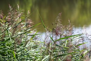 Rákos obecný (Phragmites australis)