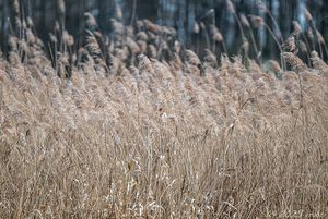 Rákos obecný (Phragmites australis)