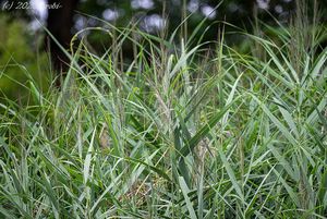 Rákos obecný (Phragmites australis)