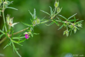 Kakost dlanitosečný (Geranium dissectum)