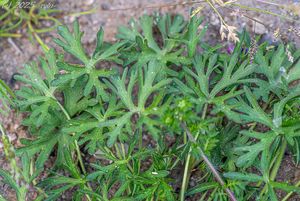 Kakost dlanitosečný (Geranium dissectum)