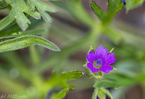 Kakost dlanitosečný (Geranium dissectum)