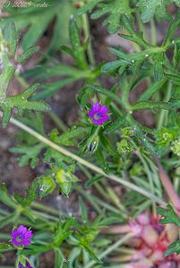 Kakost dlanitosečný (Geranium dissectum)