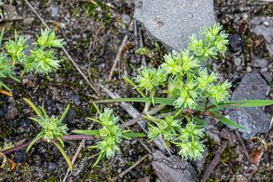 Chmerek roční (Scleranthus annuus)
