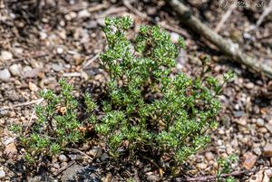 Chmerek roční (Scleranthus annuus)