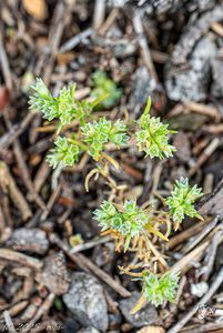 Chmerek roční (Scleranthus annuus)
