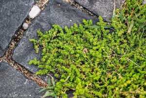 Průtržník lysý (Herniaria glabra)