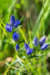 Hořec hořepník (Gentiana pneumonanthe)