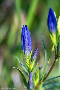 Hořec hořepník (Gentiana pneumonanthe)
