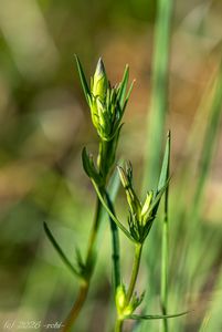 Hořec hořepník (Gentiana pneumonanthe)