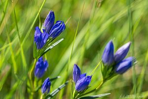 Hořec hořepník (Gentiana pneumonanthe)