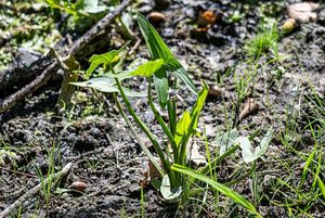 Šípatka střelolistá (Sagittaria sagittifolia)