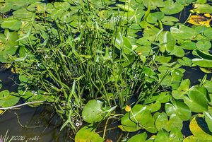 Šípatka střelolistá (Sagittaria sagittifolia)