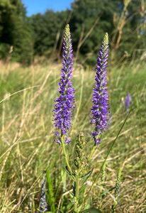 Rozrazil dlouholistý  (Veronica longifolia L.)